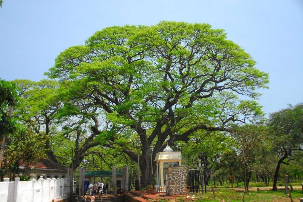 Station touristique Lucky Anurâdhapura